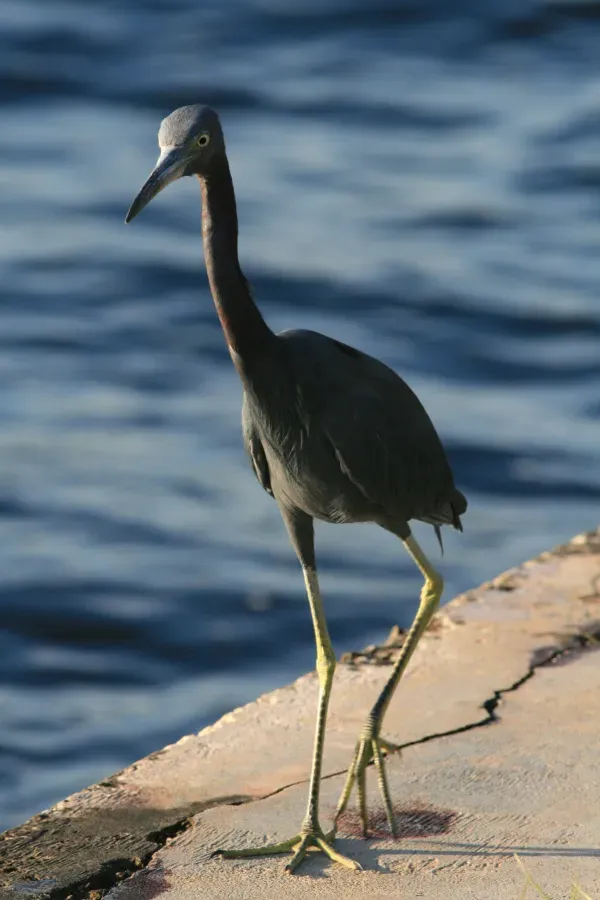 File:Egretta caerulea in Hugh Taylor Birch State Park.JPG