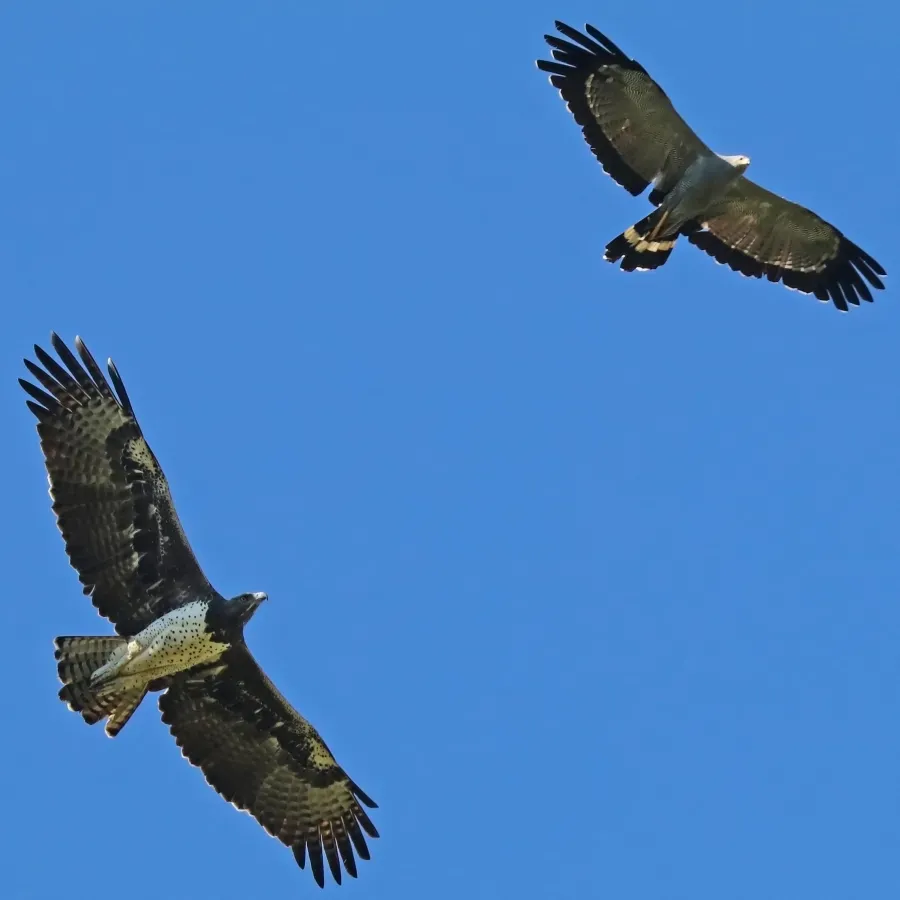 File:Martial eagle (Polemaetus bellicosus) in flight with African harrier-hawk (Polyboroides typus) cropped.jpg