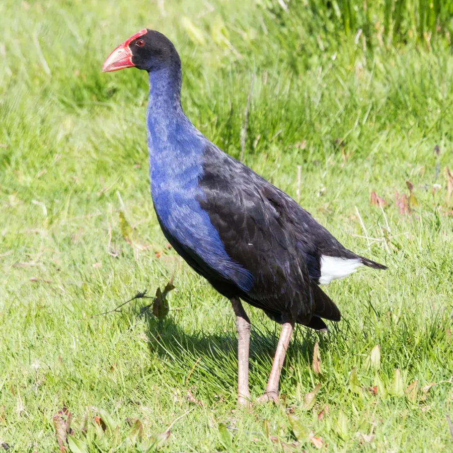 File:Porphyrio melanotus melanotus.jpg