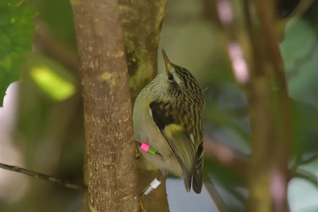 File:Acanthisitta chloris granti 58304568.jpg
