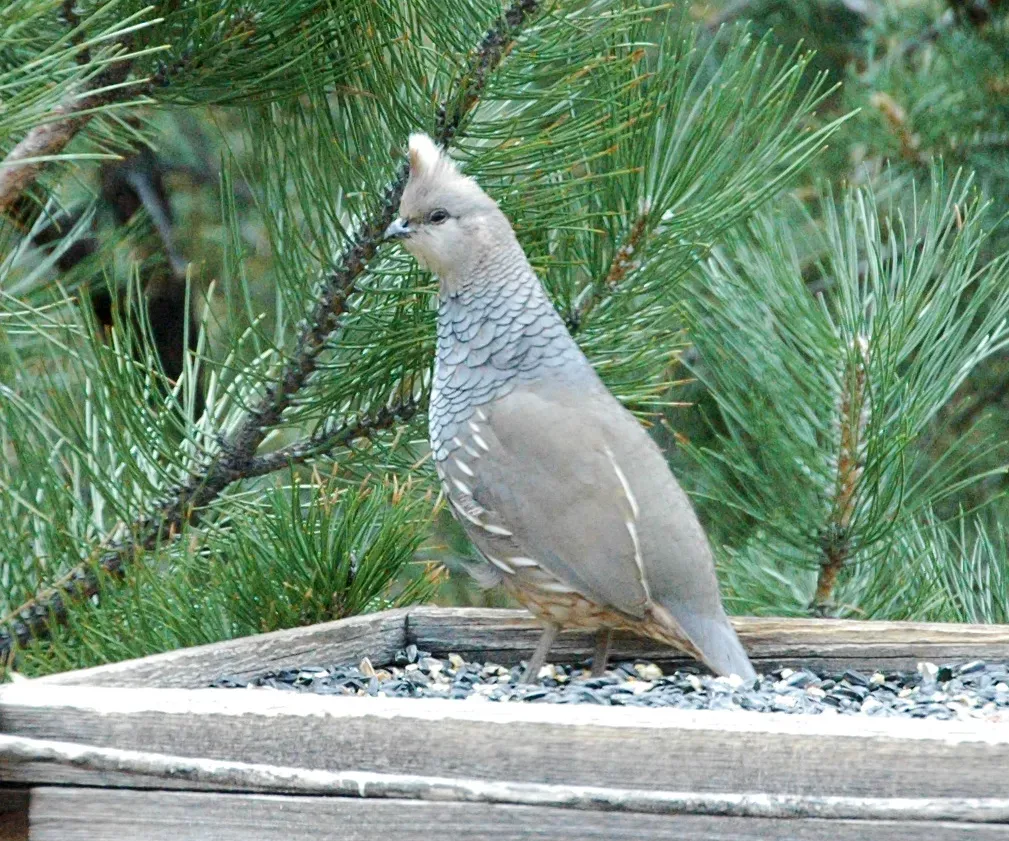 File:Callipepla squamata Santa Fe 1.jpg