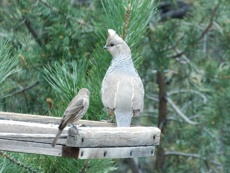 File:Callipepla squamata Santa Fe 2.jpg