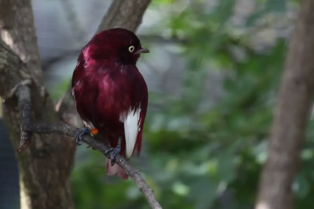 File:Xipholena punicea -Miami Metrozoo -male-8a.jpg