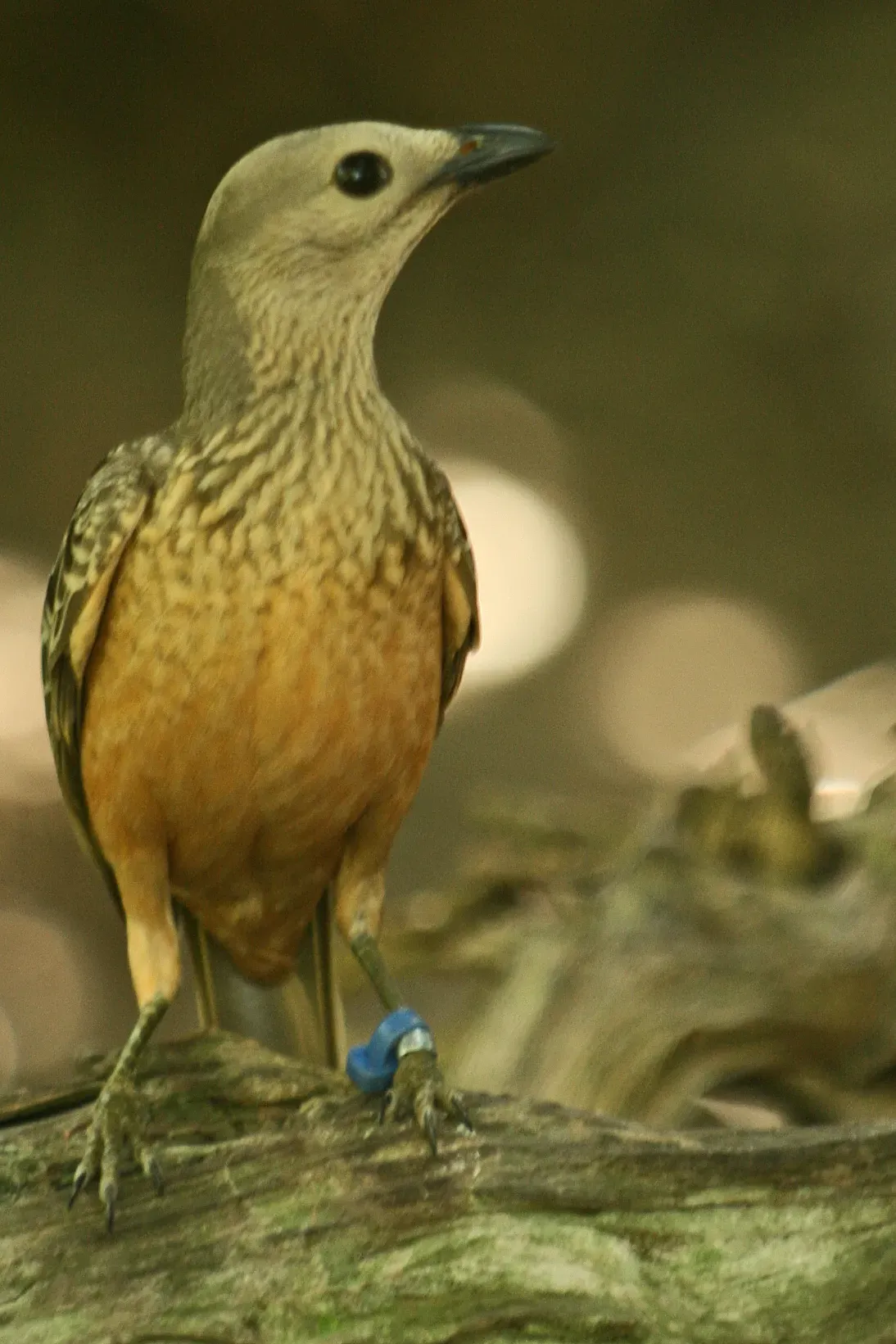 File:Chlamydera cerviniventris -Miami MetroZoo-8a.jpg