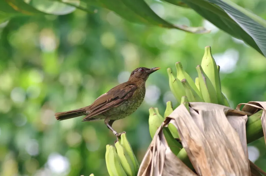 File:Turdus olivaceofuscus (photo).jpg