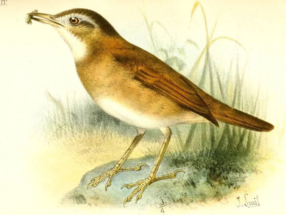 File:Furnarius torridus.jpg