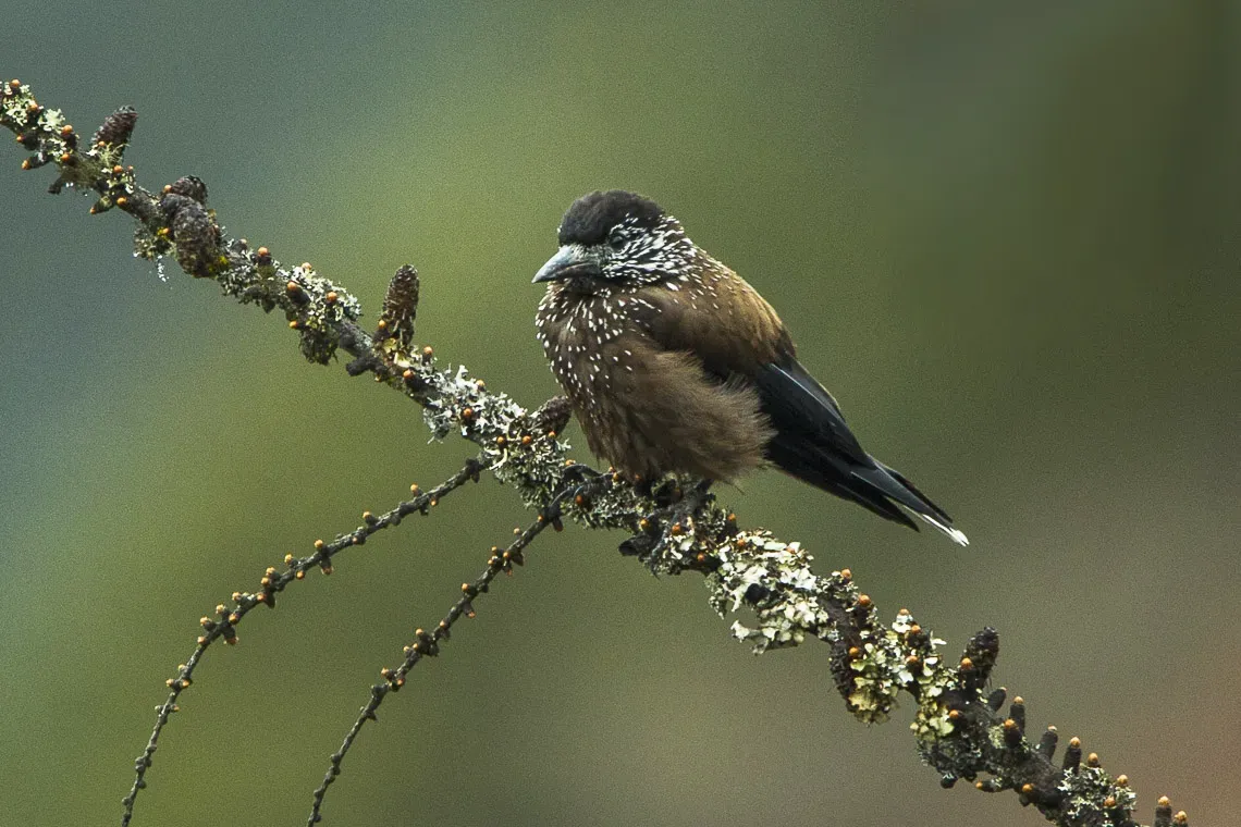 File:Southern Nutcracker (Nucifraga hemispila macella), Bhutan S4E8143.jpg