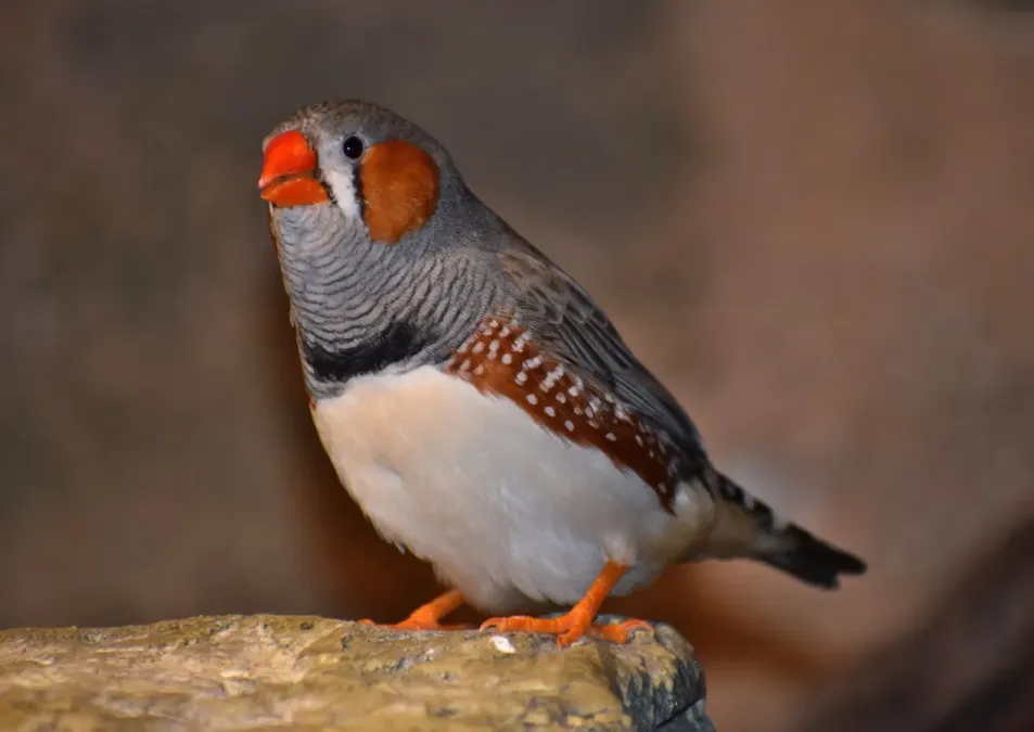 File:Taeniopygia guttata - Bird Kingdom.jpg