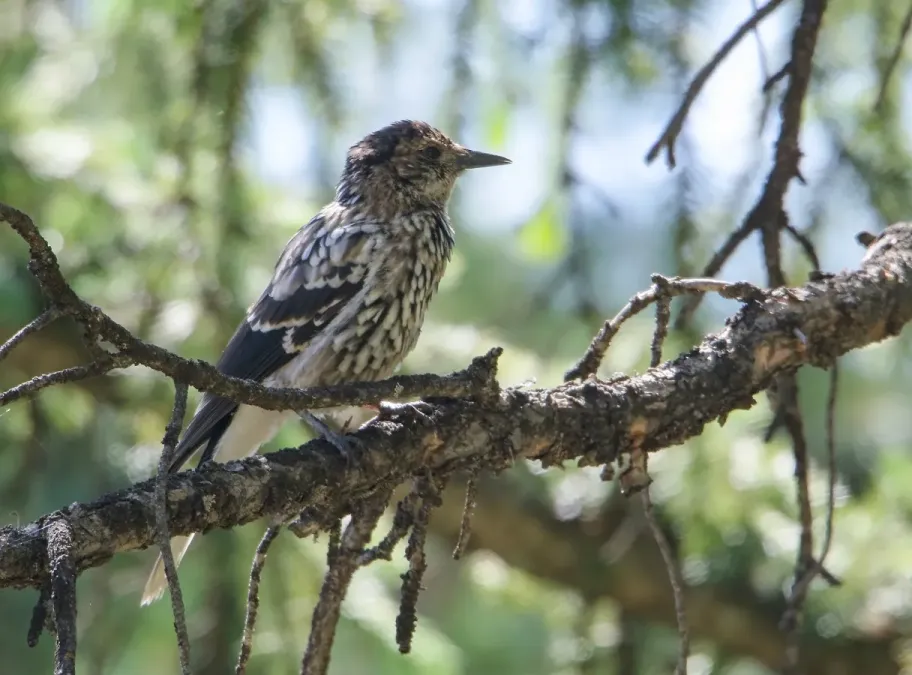 File:Large-spotted Nutcracker (Nucifraga multipunctata) (49029047878).jpg