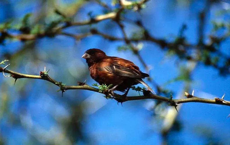 File:Passer eminibey -Kenya -male perching on branch-8.jpg