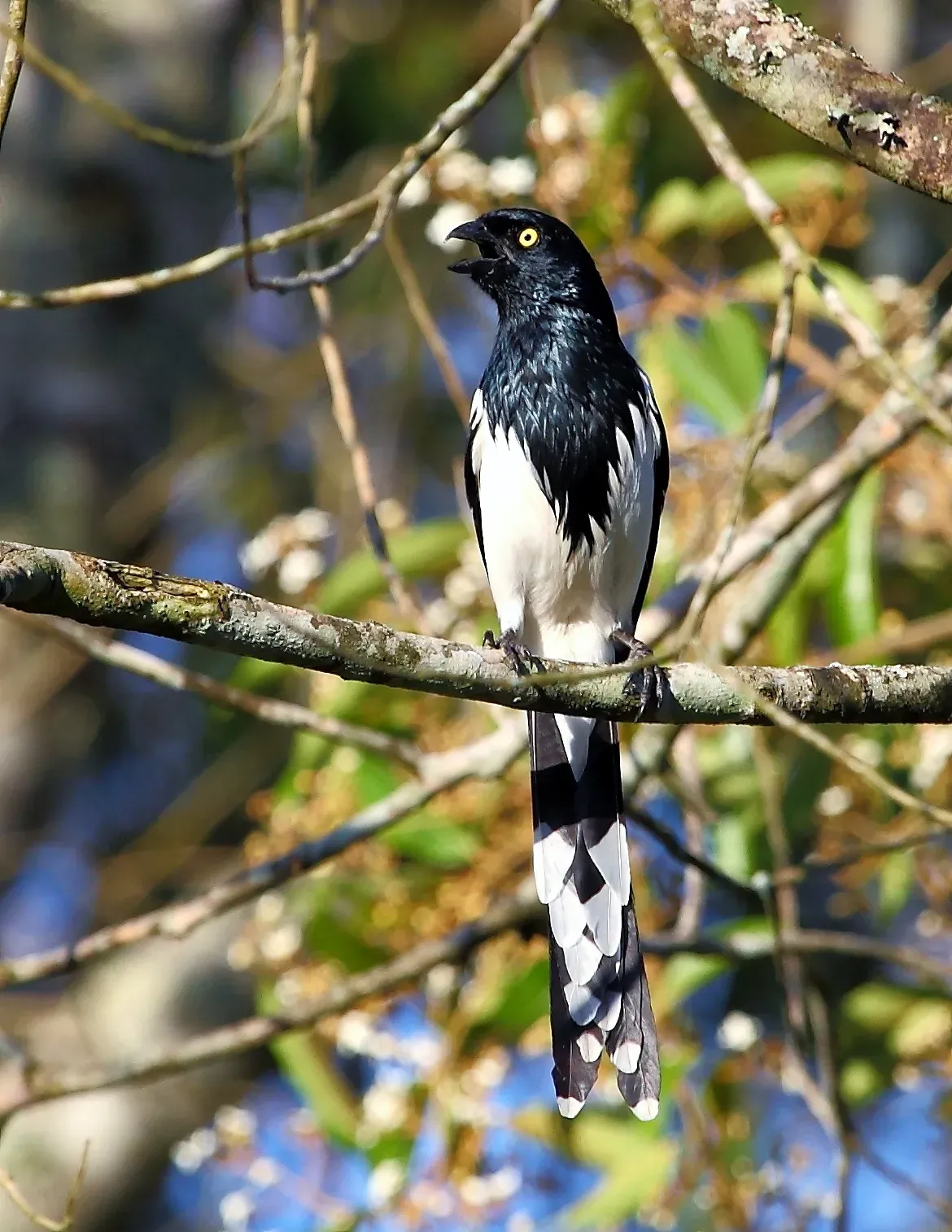 File:Cissopis leverianus - Magpie Tanager; Dourado, São Paulo, Brazil.jpg