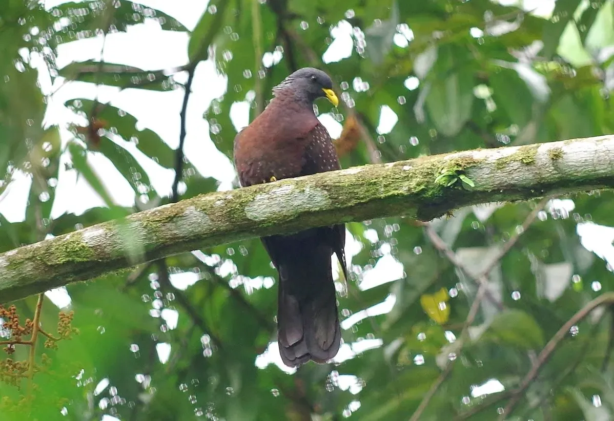 File:Columba thomensis.jpg