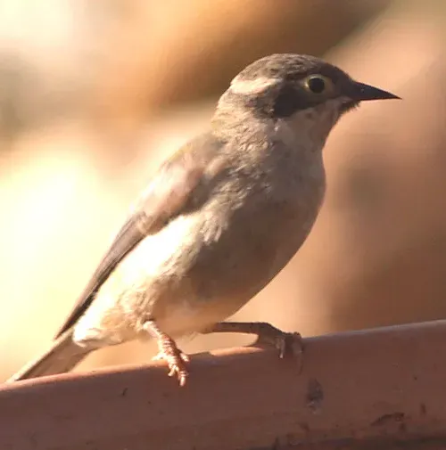 File:Melithreptus brevirostris.jpg
