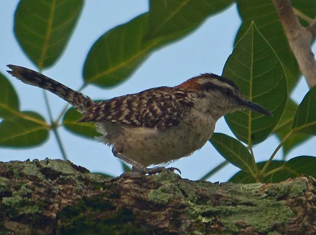 File:Campylorhynchus rufinucha.jpg