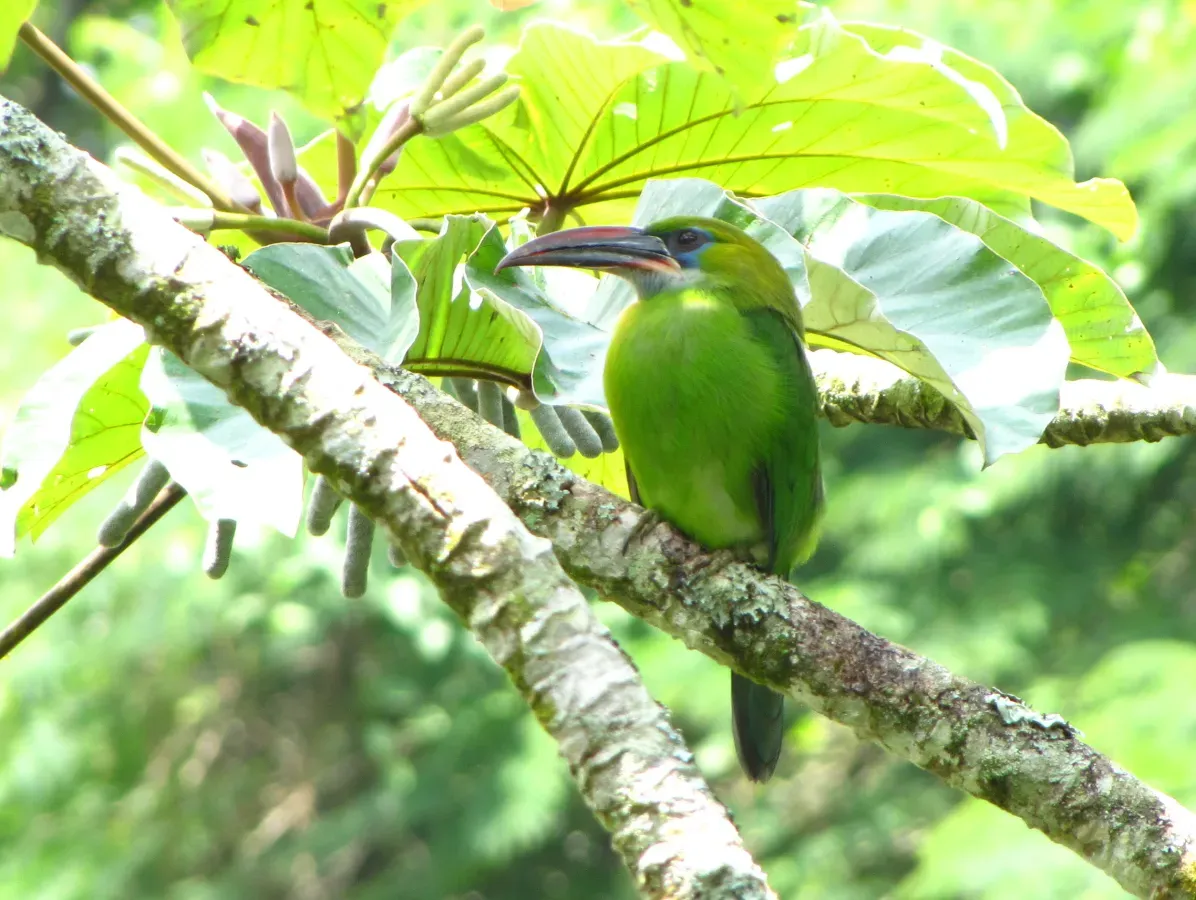 File:Aulacorhynchus sulcatus -Aragua State -Venezuela-8.jpg