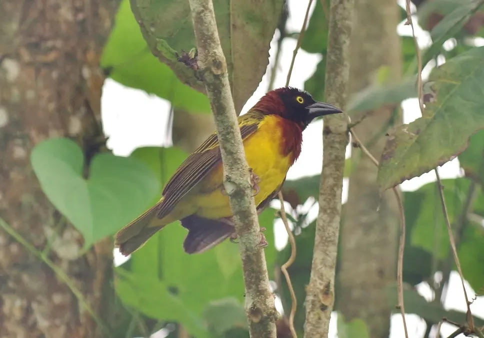 File:Ploceus grandis cropped.jpg