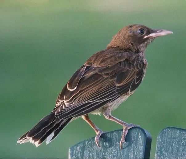 File:Margarops fuscatus 1.jpg