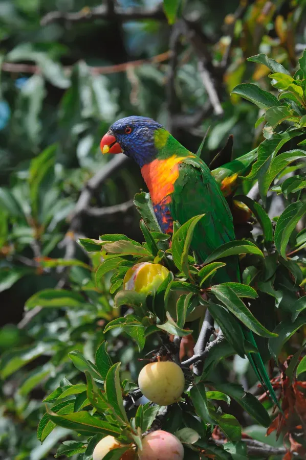 File:Trichoglossus moluccanus eating plums.jpg