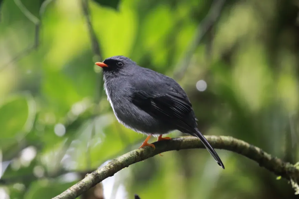 File:Myadestes melanops.jpg