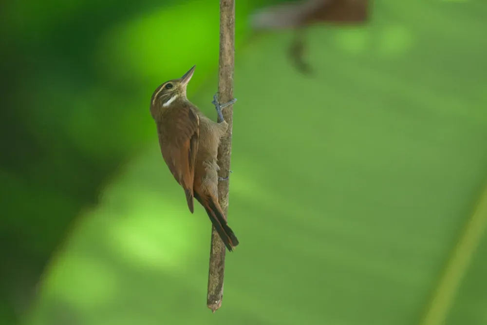 File:Xenops minutus 33709511.jpg