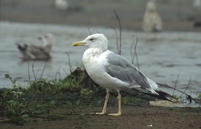 File:Larus cachinnans 3 (Marek Szczepanek).jpg