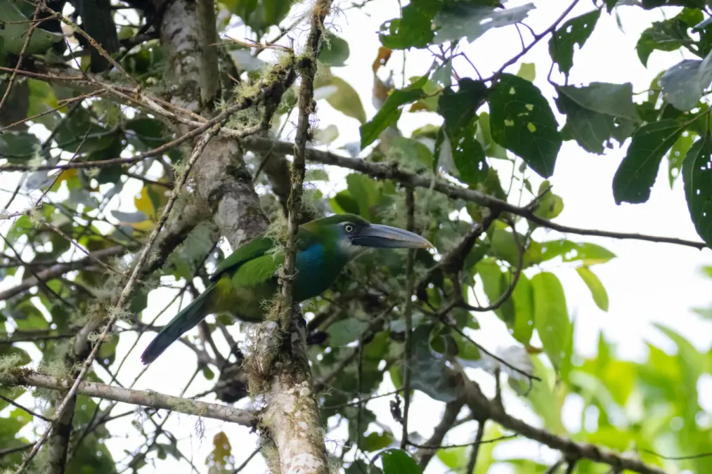 File:Aulacorhynchus coeruleicinctis 66488864.jpg