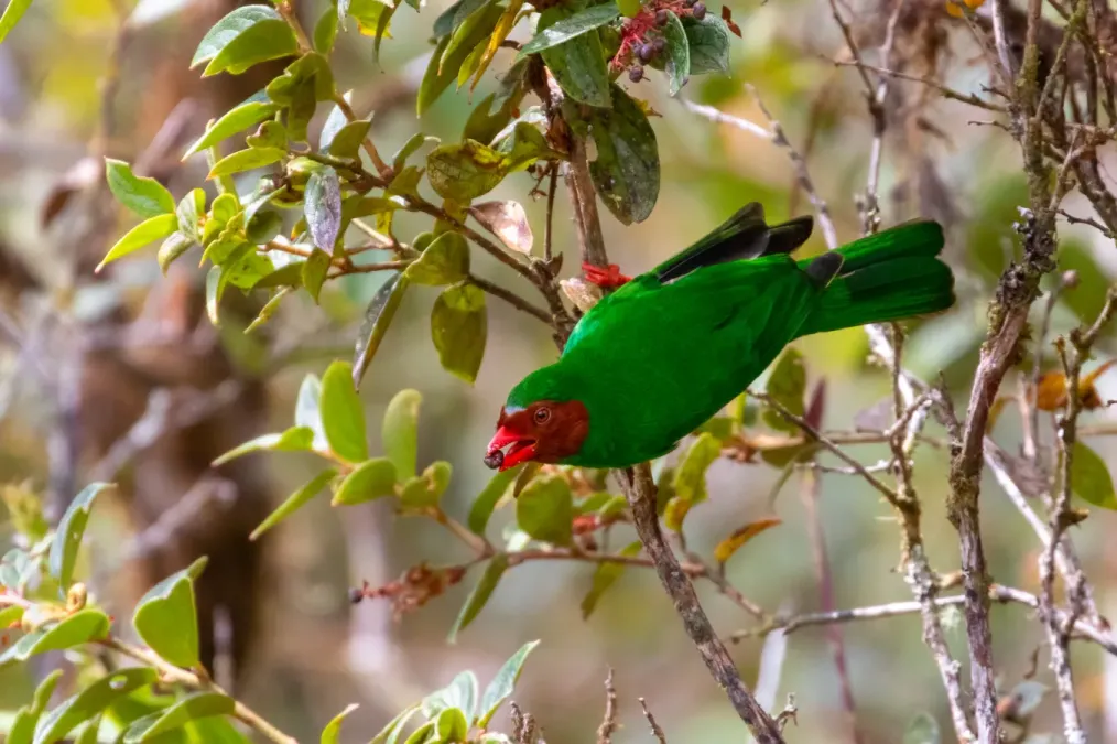 File:Chlorornis riefferii 66245163.jpg