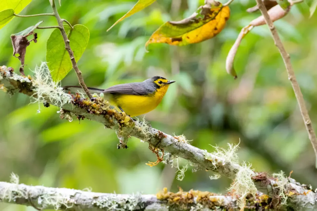 File:Myioborus melanocephalus 65650399.jpg