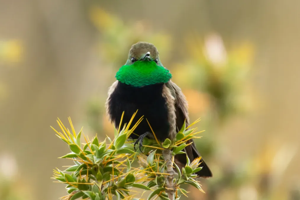 File:Oreotrochilus melanogaster 65141173.jpg