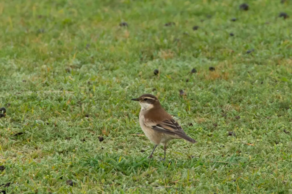 File:Cinclodes albiventris 64762880.jpg