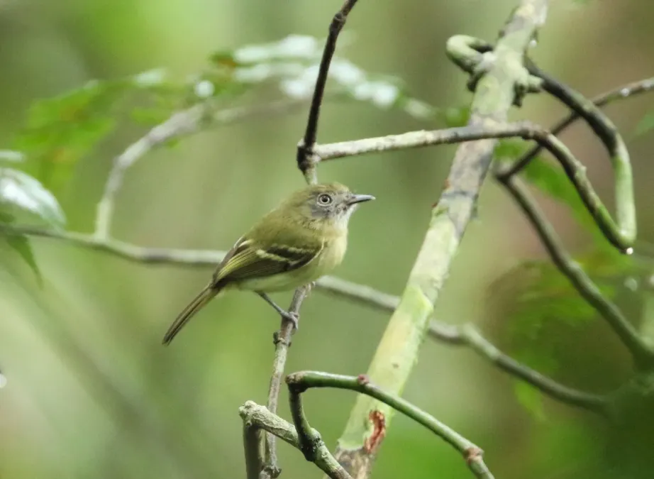 File:Hemitriccus zosterops 64004204.jpg