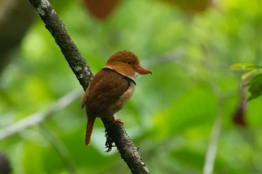 File:Bucco capensis 62884158.jpg