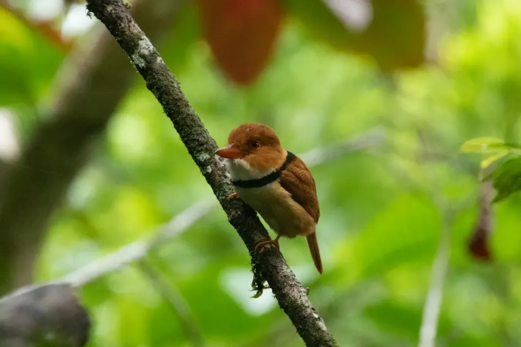 File:Bucco capensis 62883974.jpg