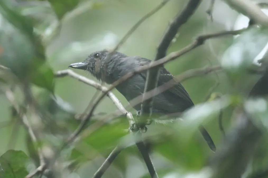 File:Thamnophilus murinus 63927685.jpg