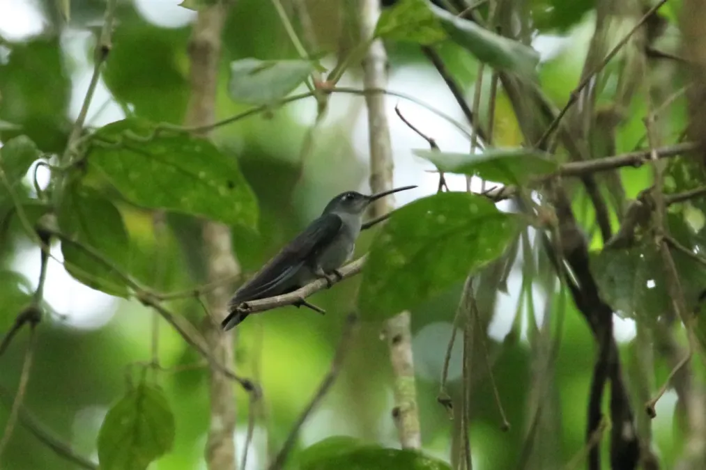 File:Campylopterus largipennis 62877372.jpg