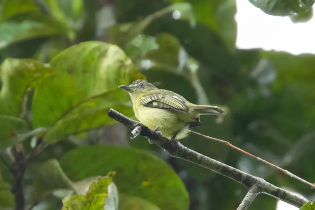 File:Tolmomyias assimilis 62638557.jpg