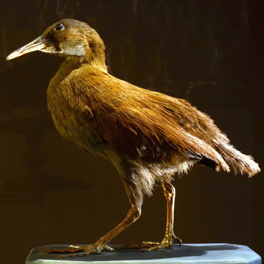 File:Mus Nat Hist Nat 25022013 Gallirallus lafresnayanus 2.jpg