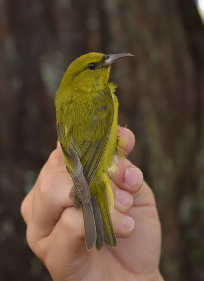 File:Hawai'i 'Amakihi (Chlorodrepanis virens).jpg