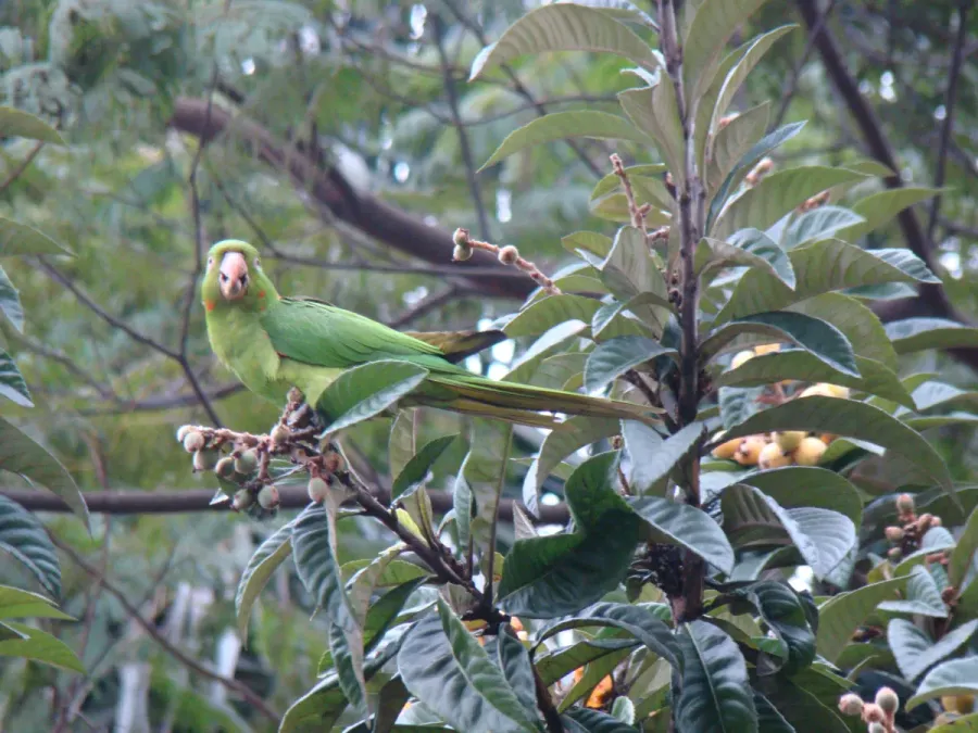 File:Brotogeris chiriri 1.jpg