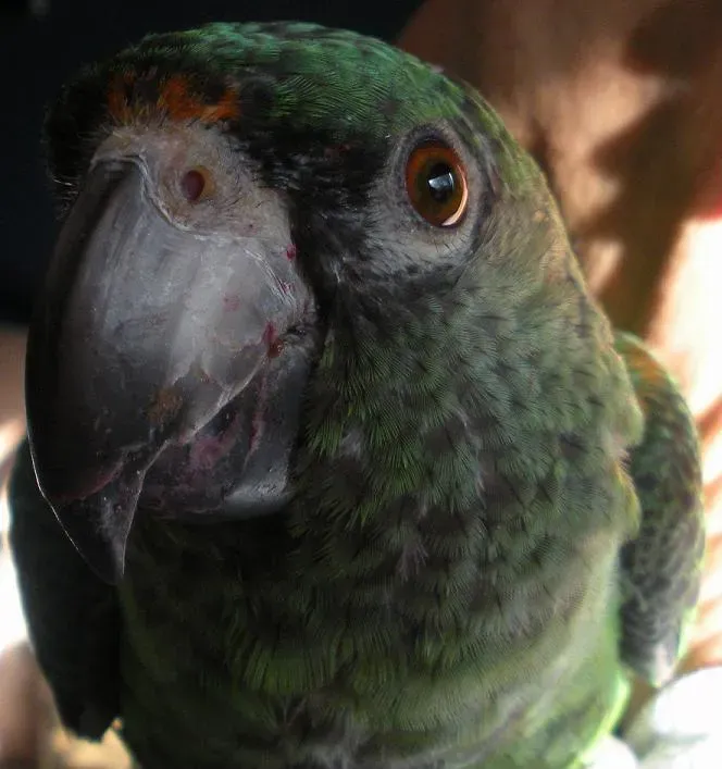 File:Poicephalus gulielmi -pet -upper body-8a.jpg