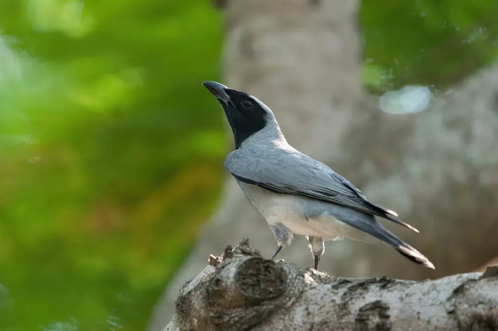 File:Coracina novaehollandiae - AndrewMercer - DSC01917.jpg
