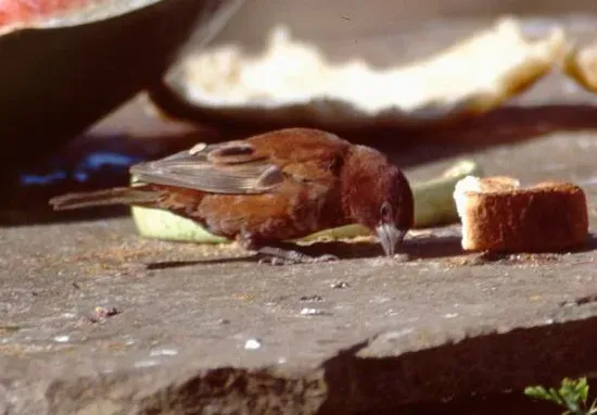 File:Passer eminibey -Kenya -male feeding-8-4c.jpg