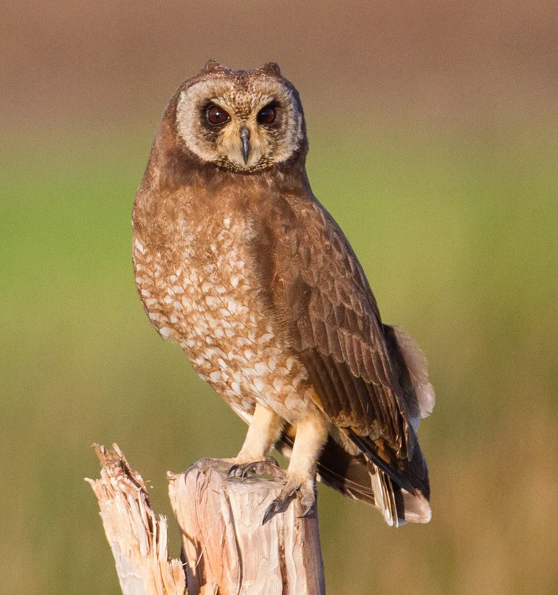 File:Asio capensis (Buho moro - Marsh Owl), Merga Zerga, Marruecos.jpg