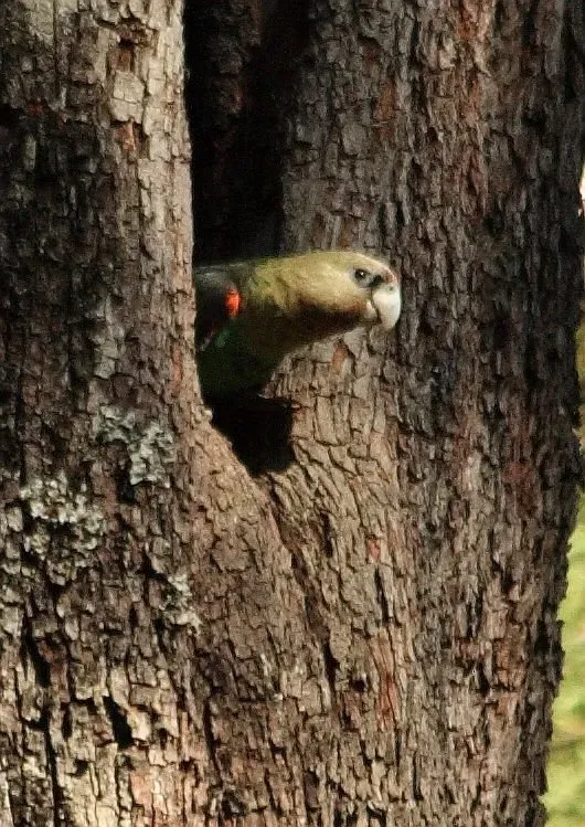 File:Poicephalus robustus -South Africa-6a.jpg