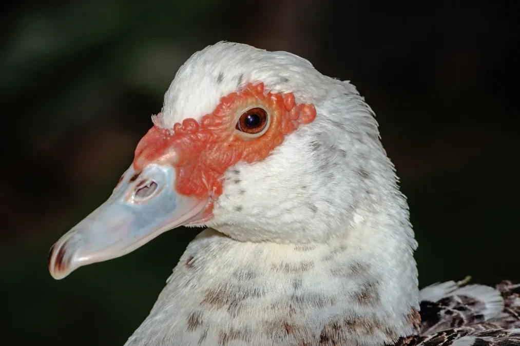 File:Cairina moschata - Funchal 01.jpg