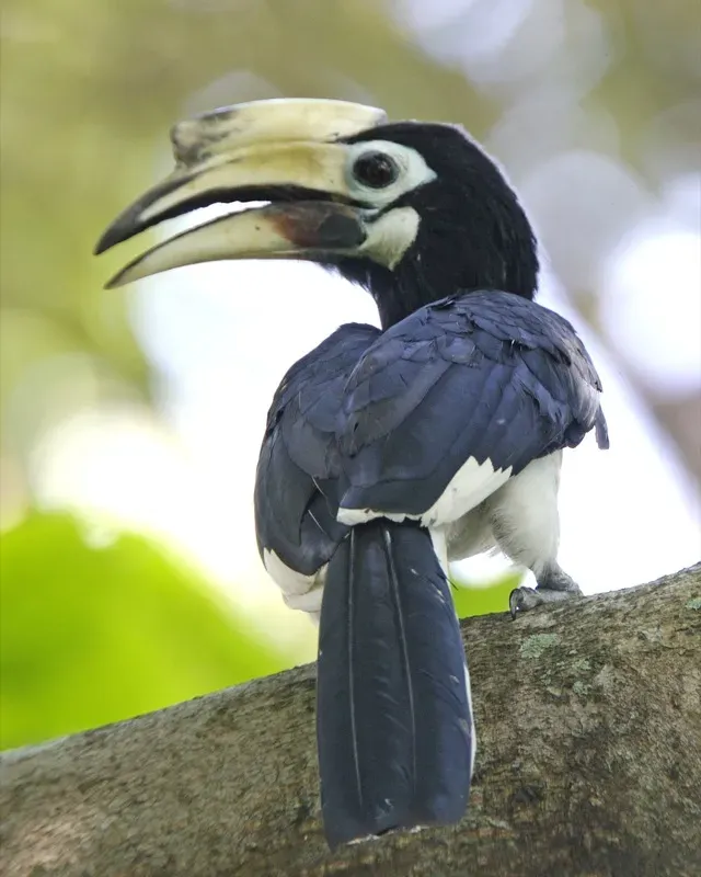 File:Anthracoceros albirostris Male.jpg