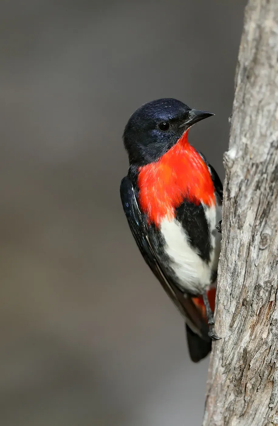 File:Mistletoebird - Dicaeum hirundinaceum.jpg