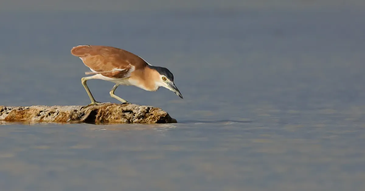 File:Nankeen Night-Heron (Nycticorax caledonicus).jpg