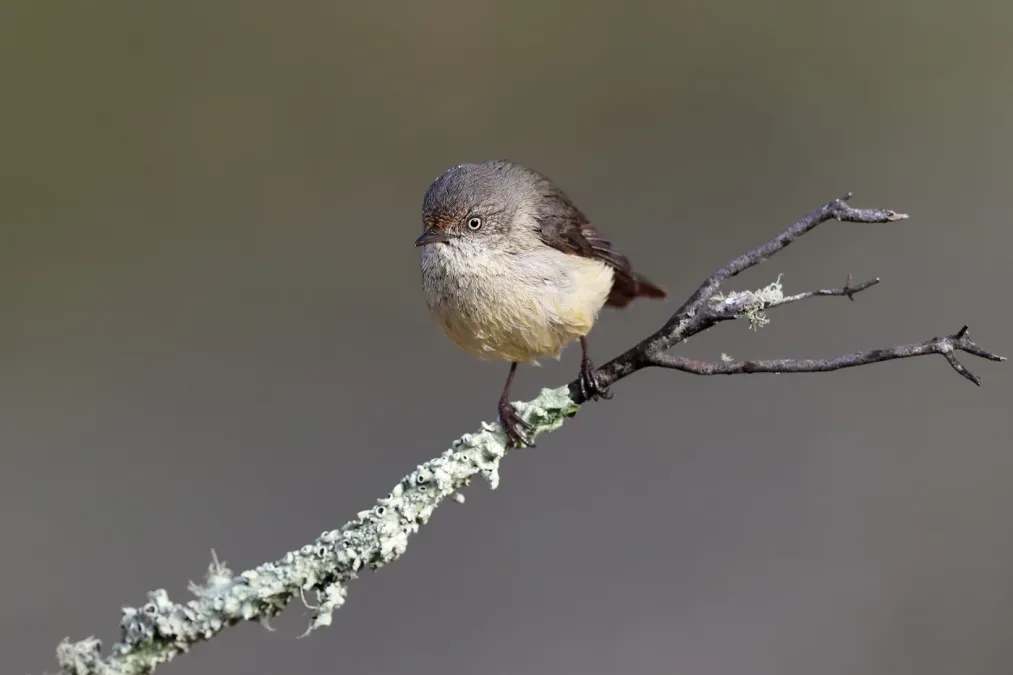 File:Buff-rumped Thornbill (Acanthiza reguloides).jpg