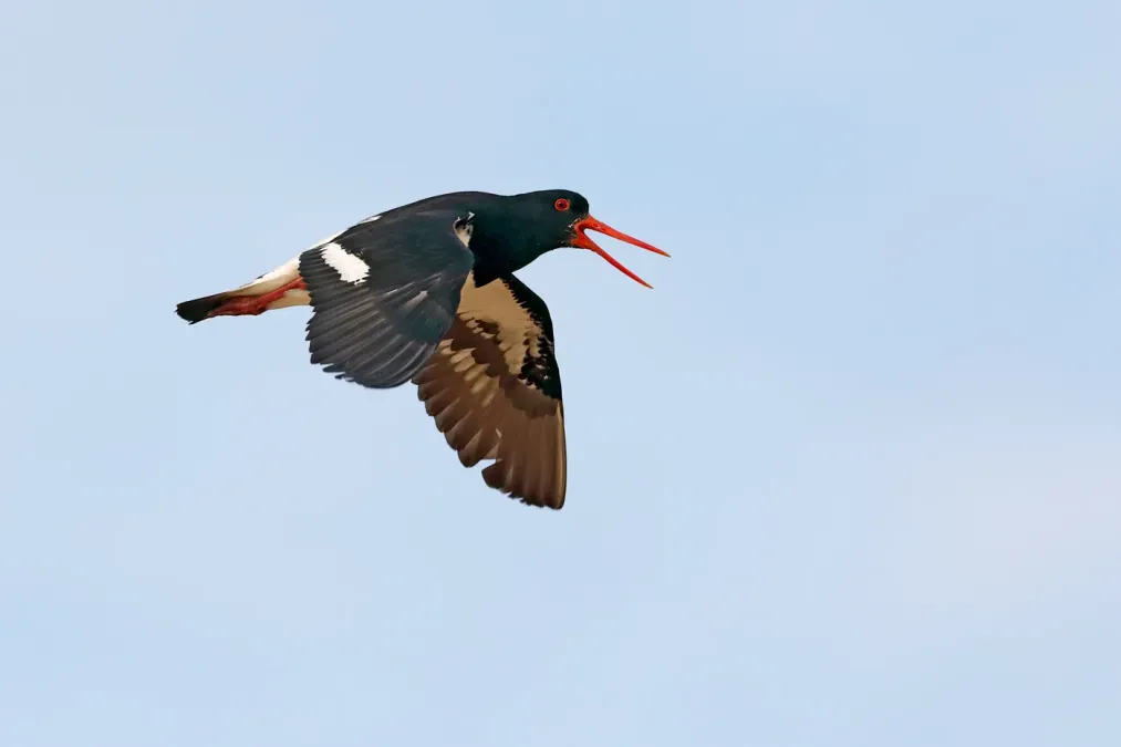 File:Pied Oystercatcher (Haematopus longirostris) - 49675473492.jpg